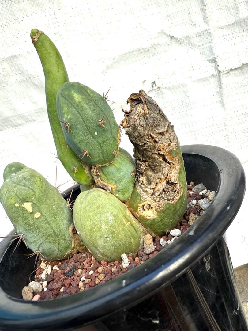 ❣️サボテン 成程柱 レア❣️