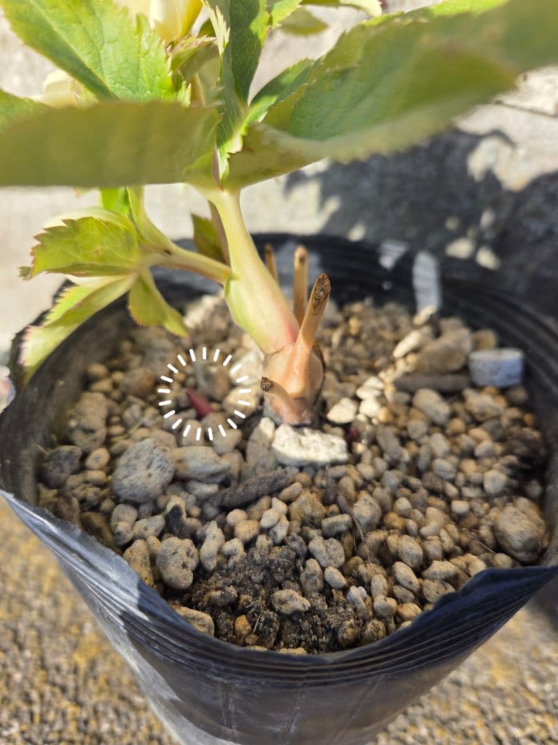 クリスマスローズ　かぐや姫