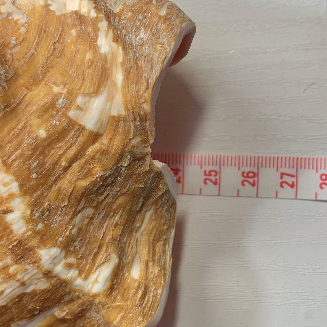 4.大きいクイーンコンクシェル・母貝、貝殻