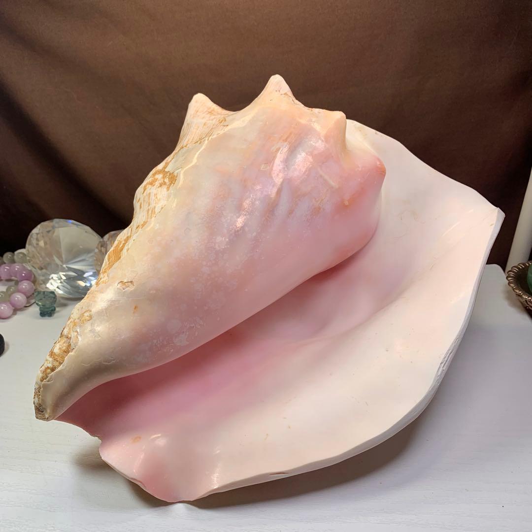 4.大きいクイーンコンクシェル・母貝、貝殻