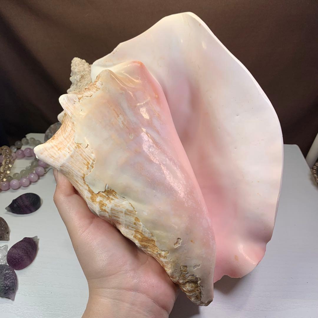 4.大きいクイーンコンクシェル・母貝、貝殻