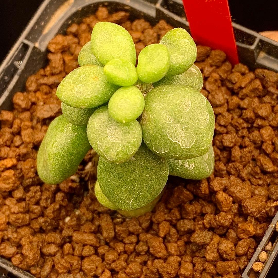 レア実生！　写真2-5枚目　チレコドン　ポドレイアエ　多肉植物　塊根植物　実生