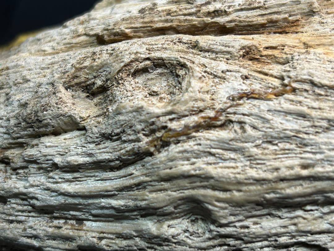 流木の様な珪化木　鑑賞石　大きな珪化木　ペトリファイアウッド