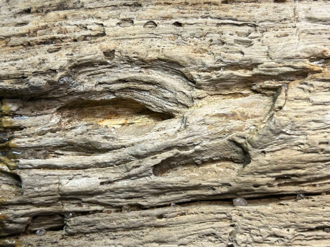 流木の様な珪化木　鑑賞石　大きな珪化木　ペトリファイアウッド