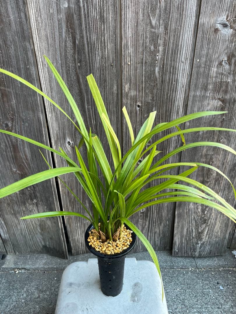 日向寒蘭銘品『日向の誉』成木9条　寒蘭　春蘭　東洋蘭　万年青