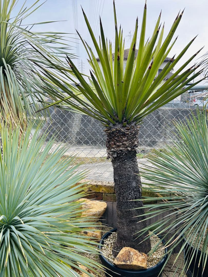 美株 ユッカファクソニアーナ　極太即戦力株