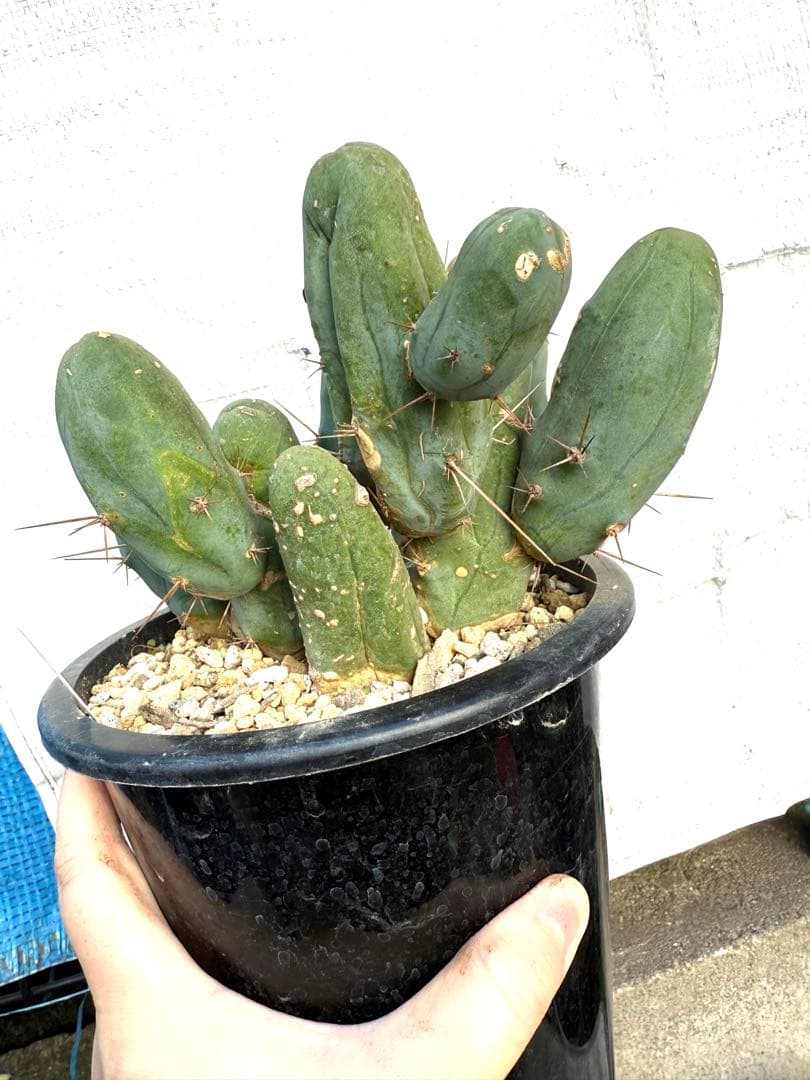 ❣️サボテン 成程柱 レア❣️