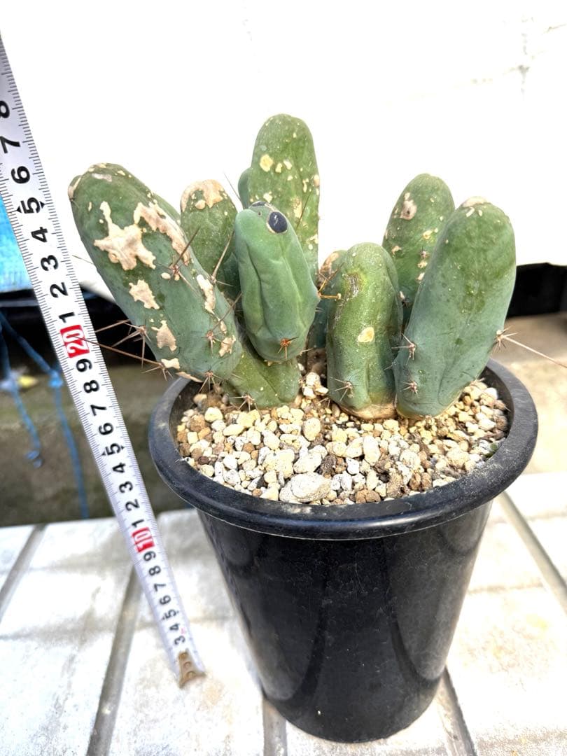 ❣️サボテン 成程柱 レア❣️