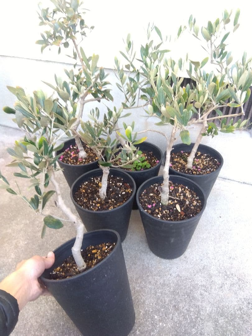 オリーブ　盆栽　古木　6号鉢つき　6鉢セット❗　あ