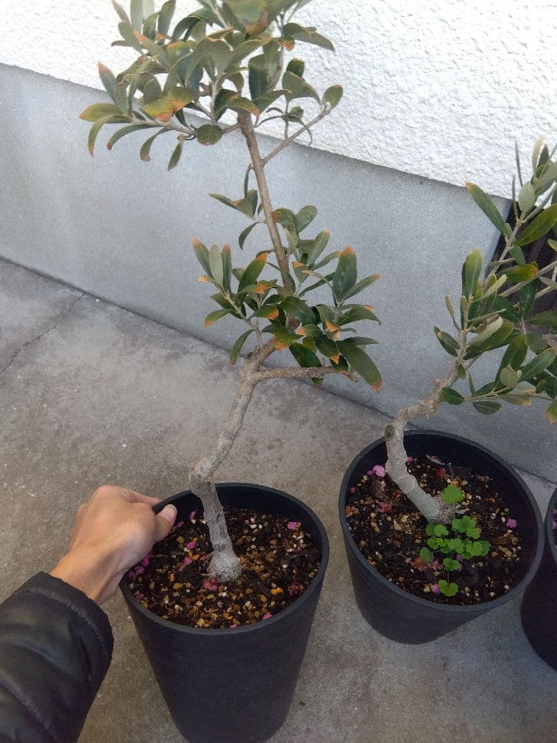 オリーブ　盆栽　古木　6号鉢つき　6鉢セット❗　あ