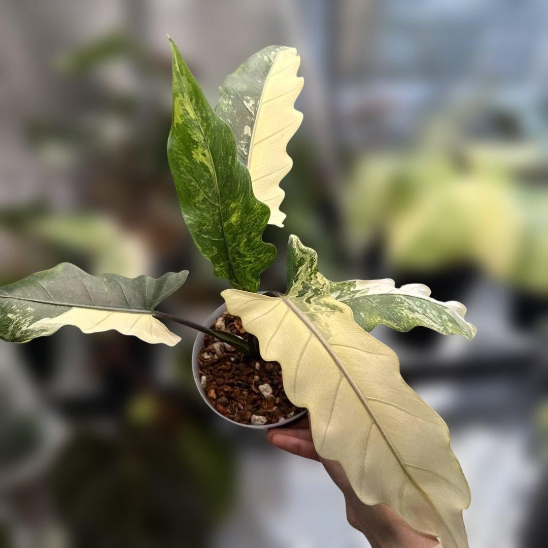 格安 アロカシア ラウテルバキアナ アルボ