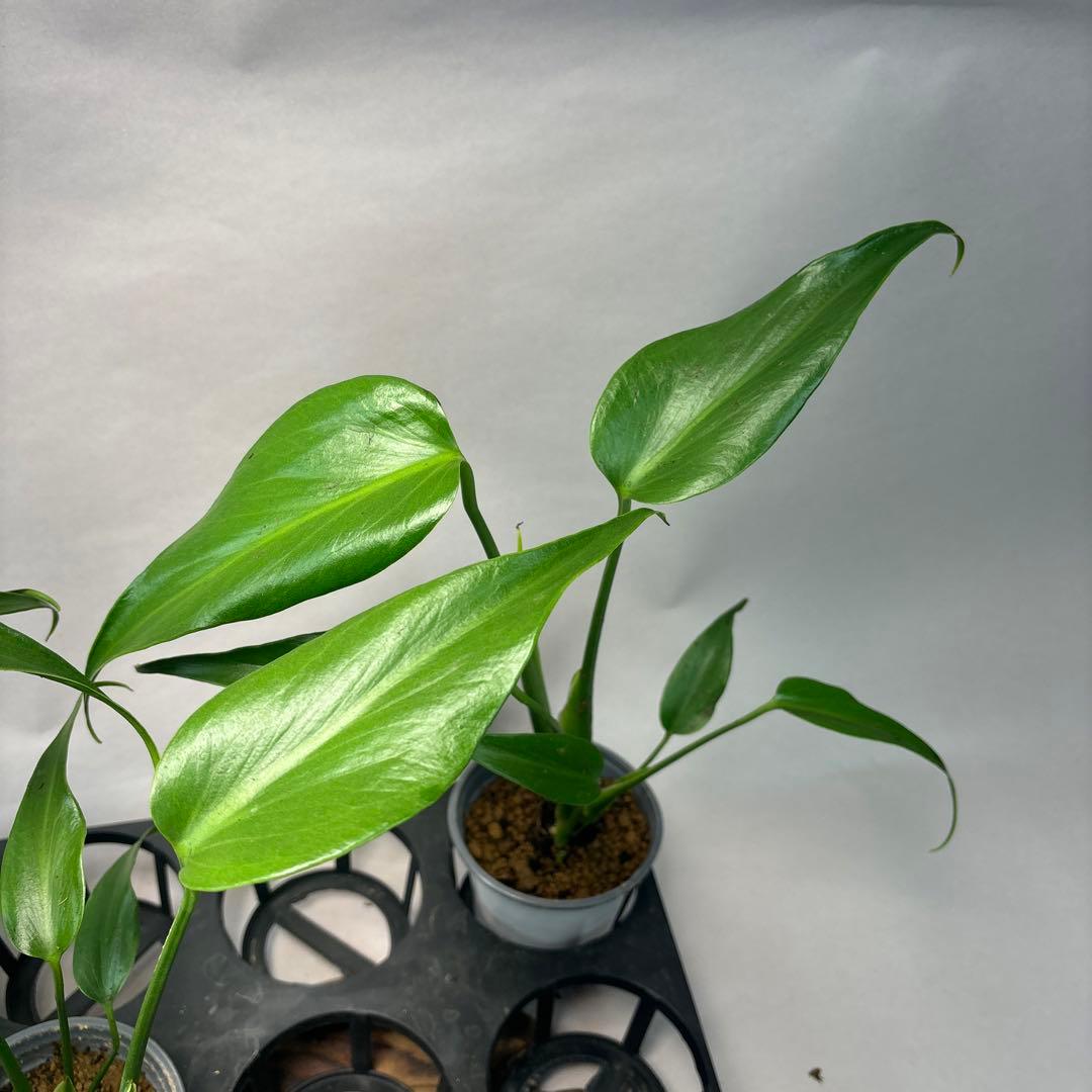 S*T様 5株セットms37モンステラ バールマルクスフレーム