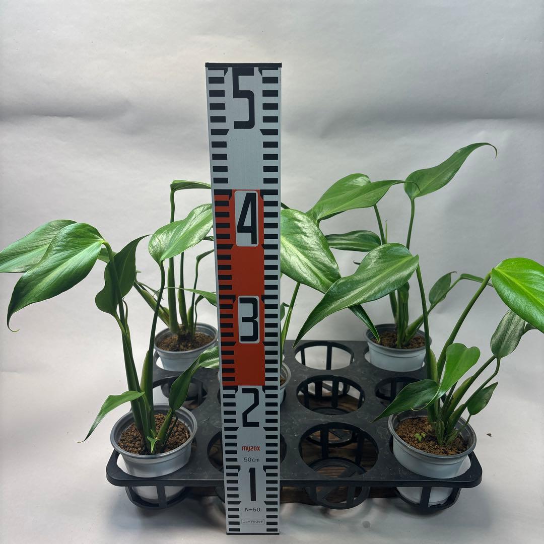 S*T様 5株セットms37モンステラ バールマルクスフレーム