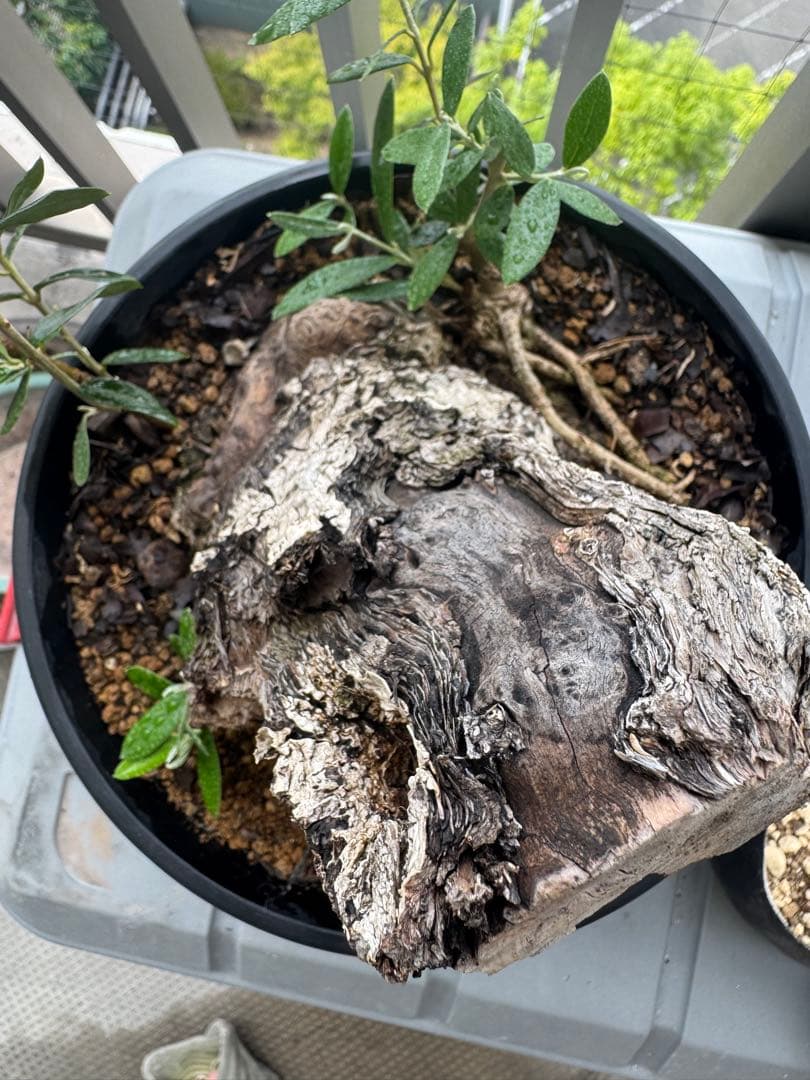 オリーブ　ミッション　古木