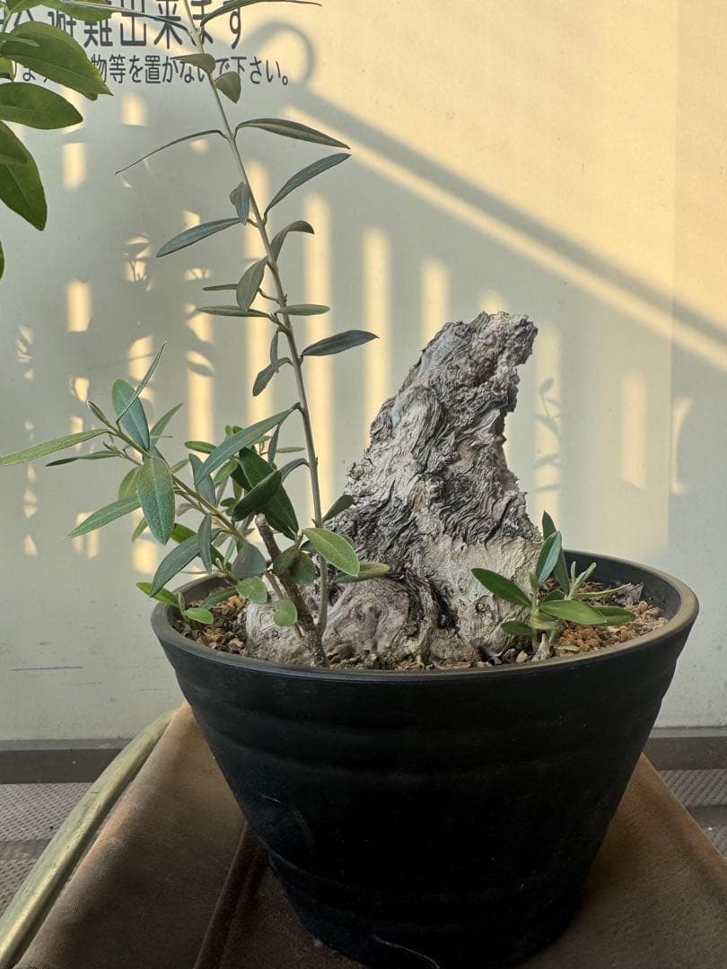 オリーブ　ミッション　古木