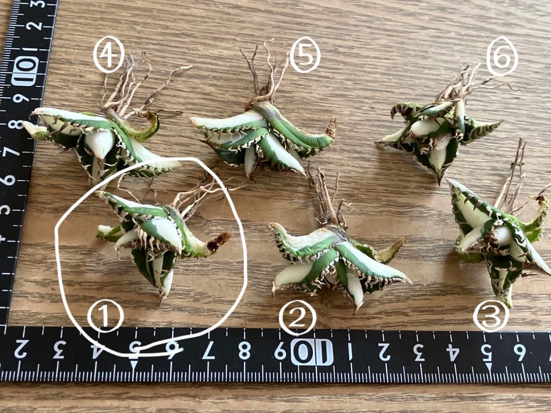 初出品【匿名配送】①選抜　強鋸歯　アガべ　チタノタ　SAD錦　白中斑　TC