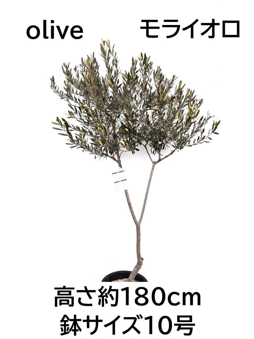 オリーブの木　モライオロ　10号　約180cm　K-340　現品掲載