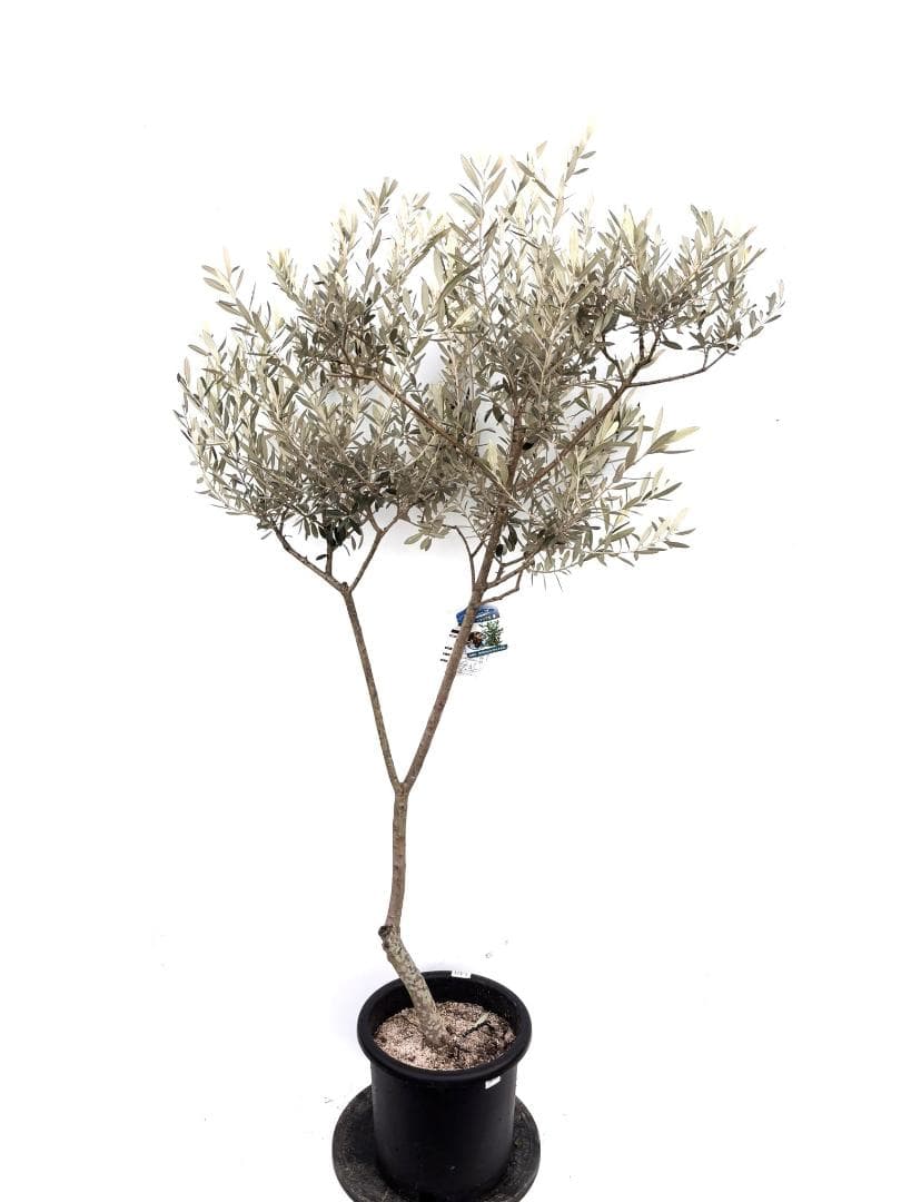 オリーブの木　モライオロ　10号　約180cm　K-340　現品掲載