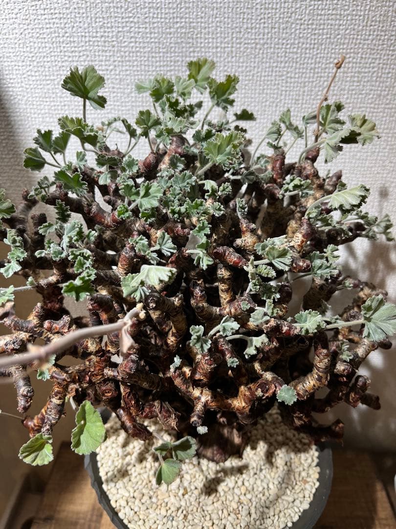 ペラルゴニウム　ミラビレ　kikko鉢　吉光窯