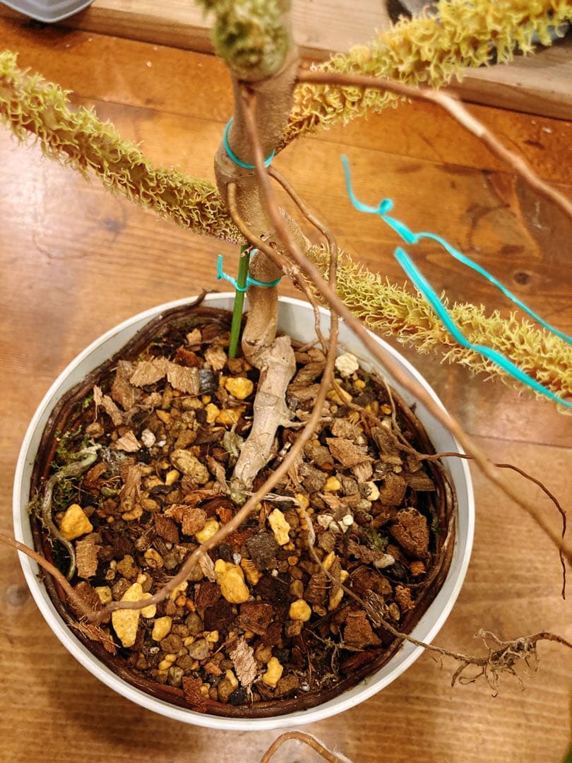 KenKen様　確認用　スクアミフェルム