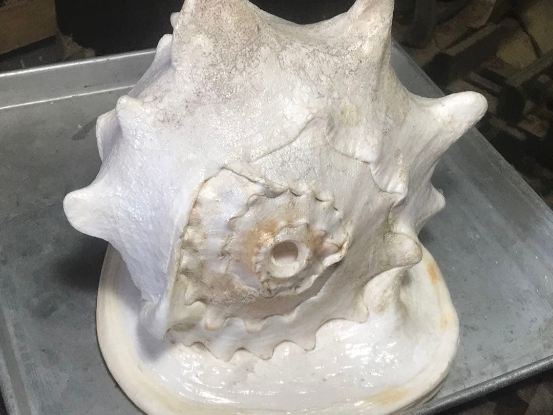 トウカムリ貝 インテリアや楽器などにどうぞ