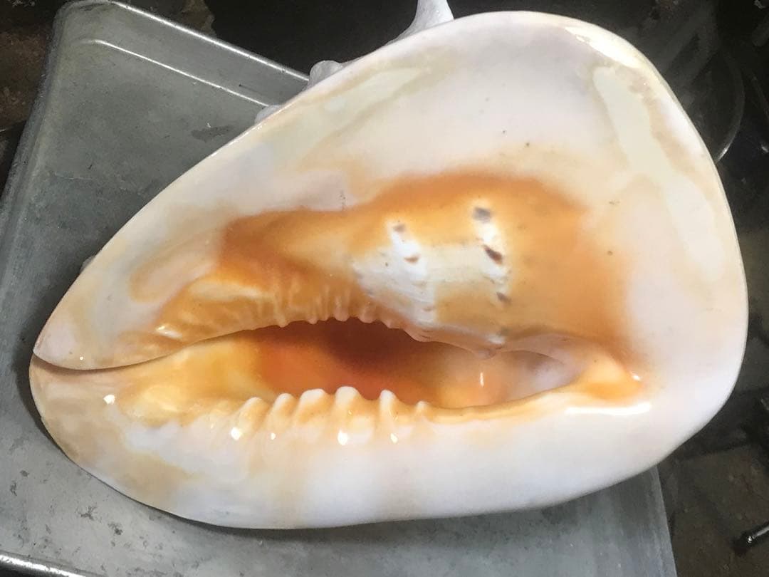 トウカムリ貝 インテリアや楽器などにどうぞ