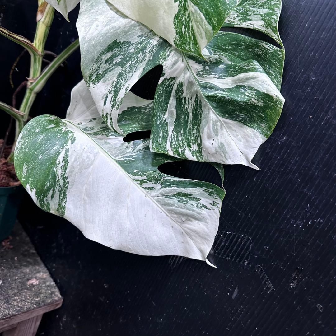 S*n様 斑入りモンステラ ホワイトタイガー極美大株74cm白斑多