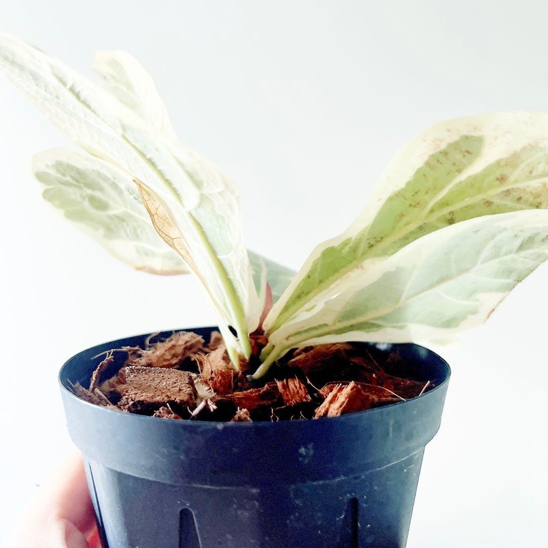 超希少 フィカスリラータ イヴォンヌ 斑入りカシワバゴム 観葉植物 calm