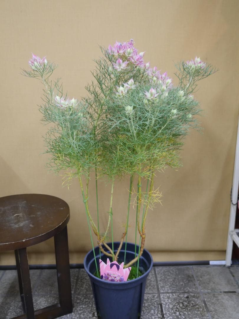 セルリア　ブラッシングブライト　ピンク　7号鉢　約８５センチ　1