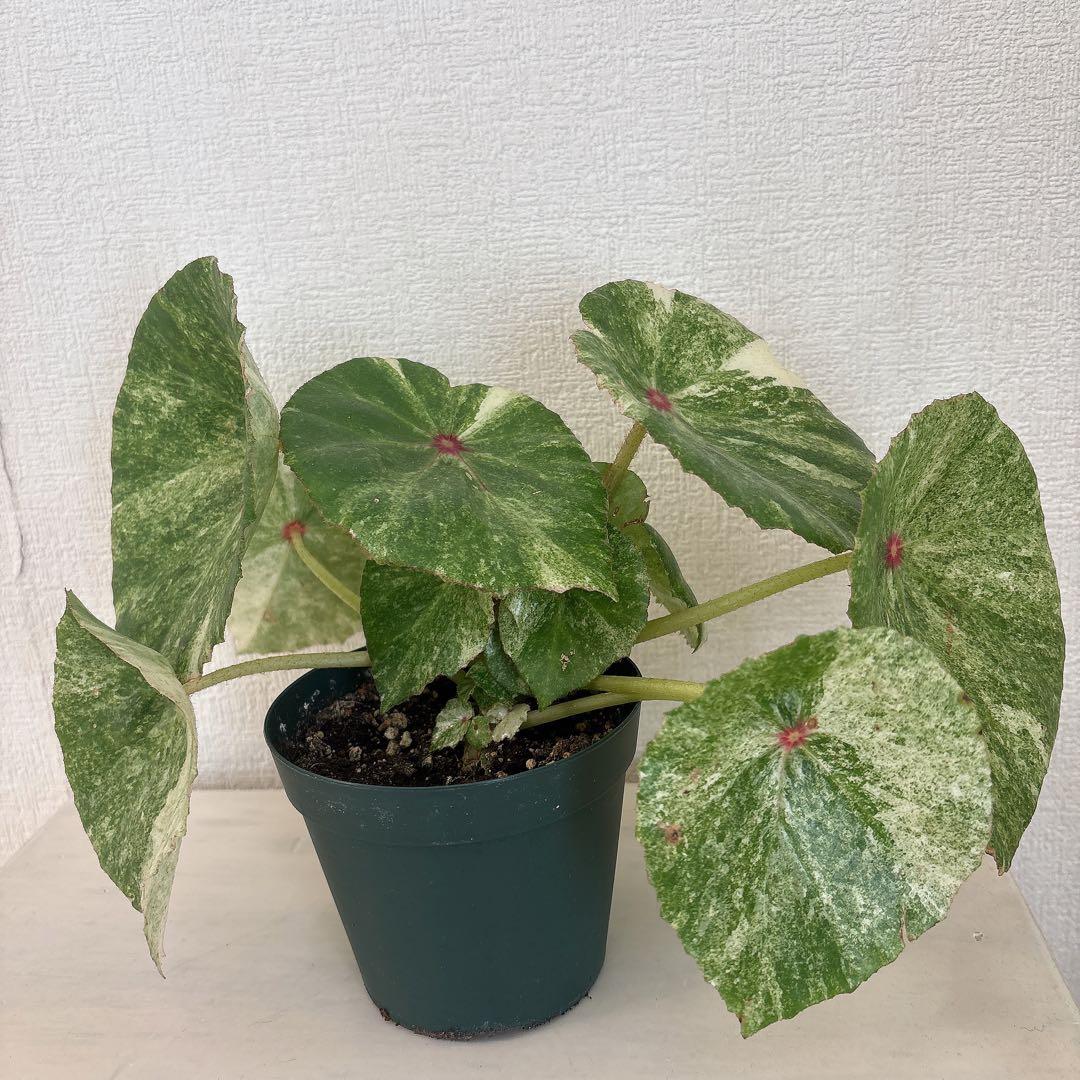 ベゴニア ルージュ　レア　緑と白の斑入り