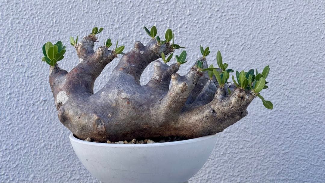 パキポディウム ブレビカリックス　発根済み　カチカチ　巨大