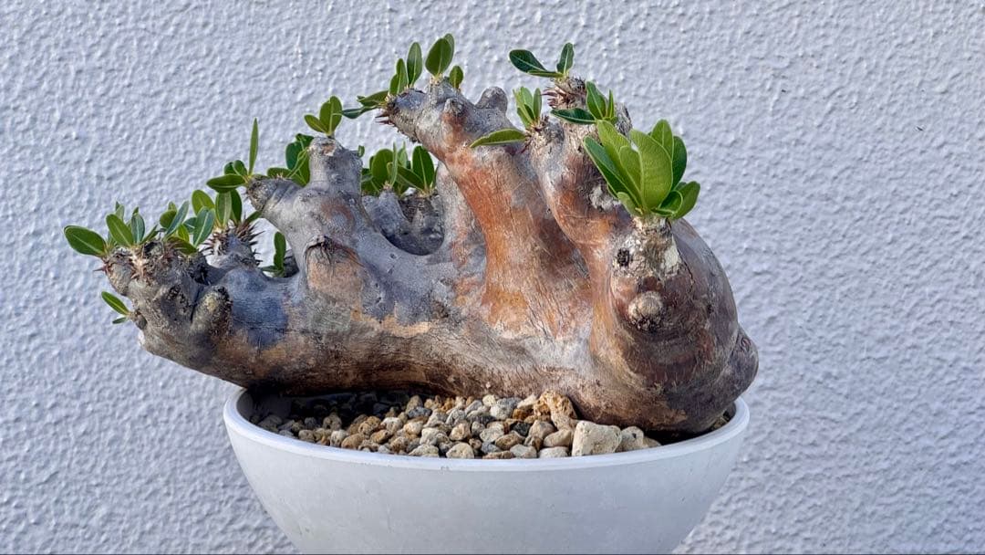 パキポディウム ブレビカリックス　発根済み　カチカチ　巨大