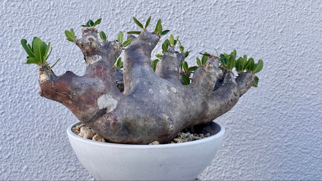 パキポディウム ブレビカリックス　発根済み　カチカチ　巨大