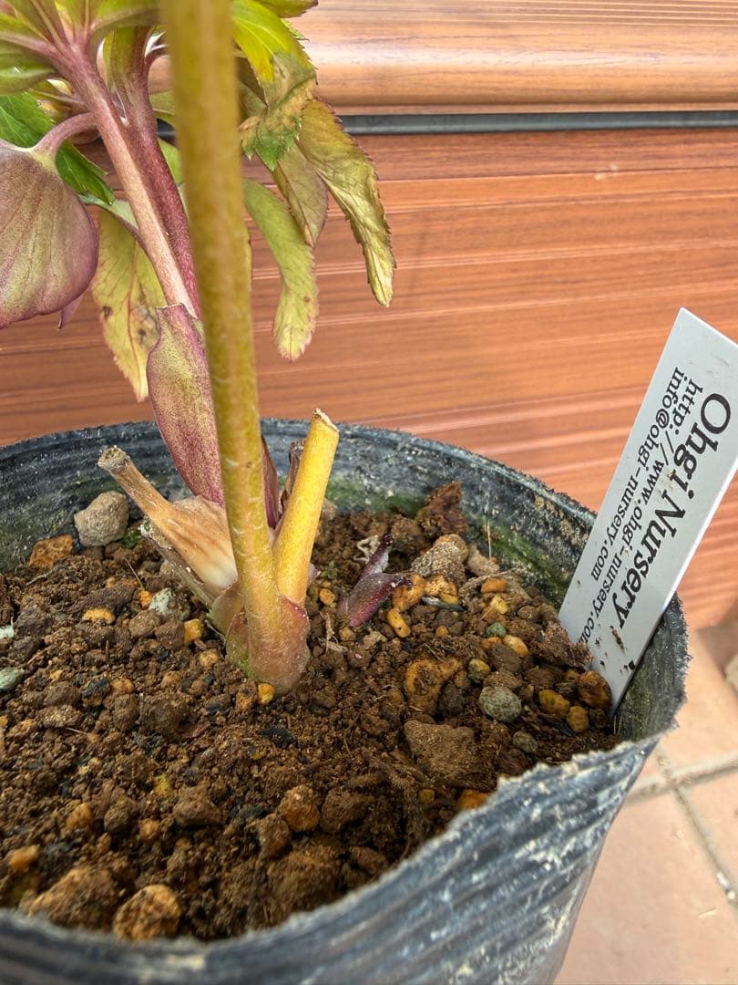 【未株分】大木ナーセリー クリスマスローズ プルプラ系オーレア交配