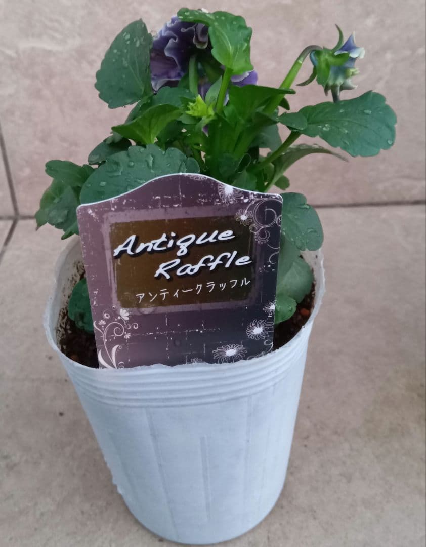 松原園芸　パンジー　アンティークラッフル　ポット苗