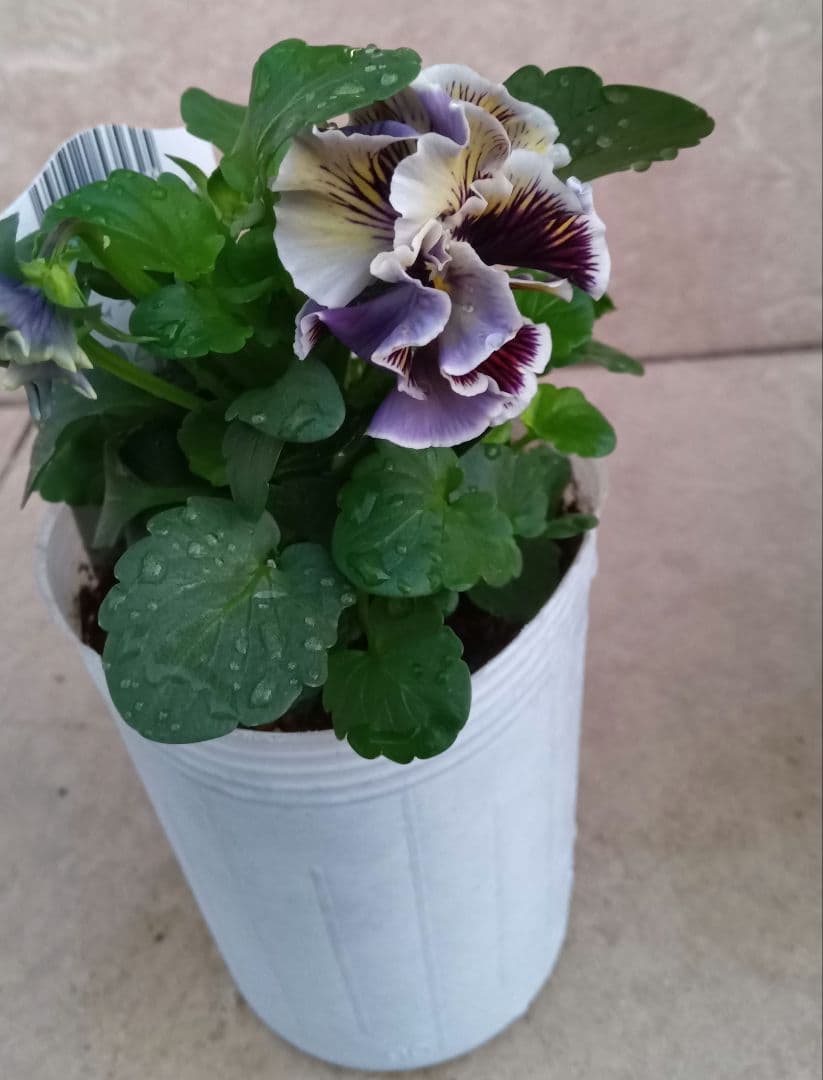 松原園芸　パンジー　アンティークラッフル　ポット苗