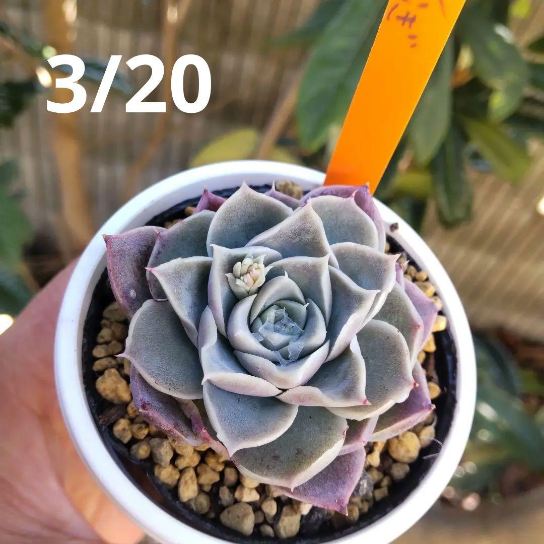 miyaさん つむぎ交配✡️ハル×つむぎ✡️ミヤ苗 命名同士 多肉 抜き苗