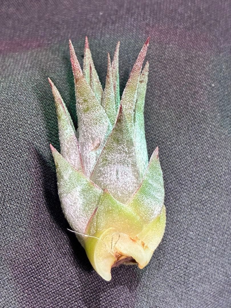 【同梱割可能】T. Domingo's Stripe From Domingo