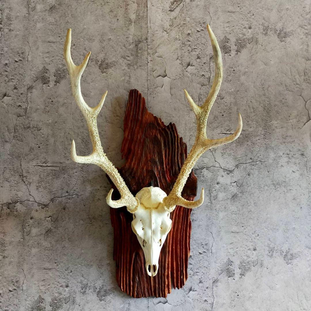 鹿の頭骨　鹿の角　インテリア