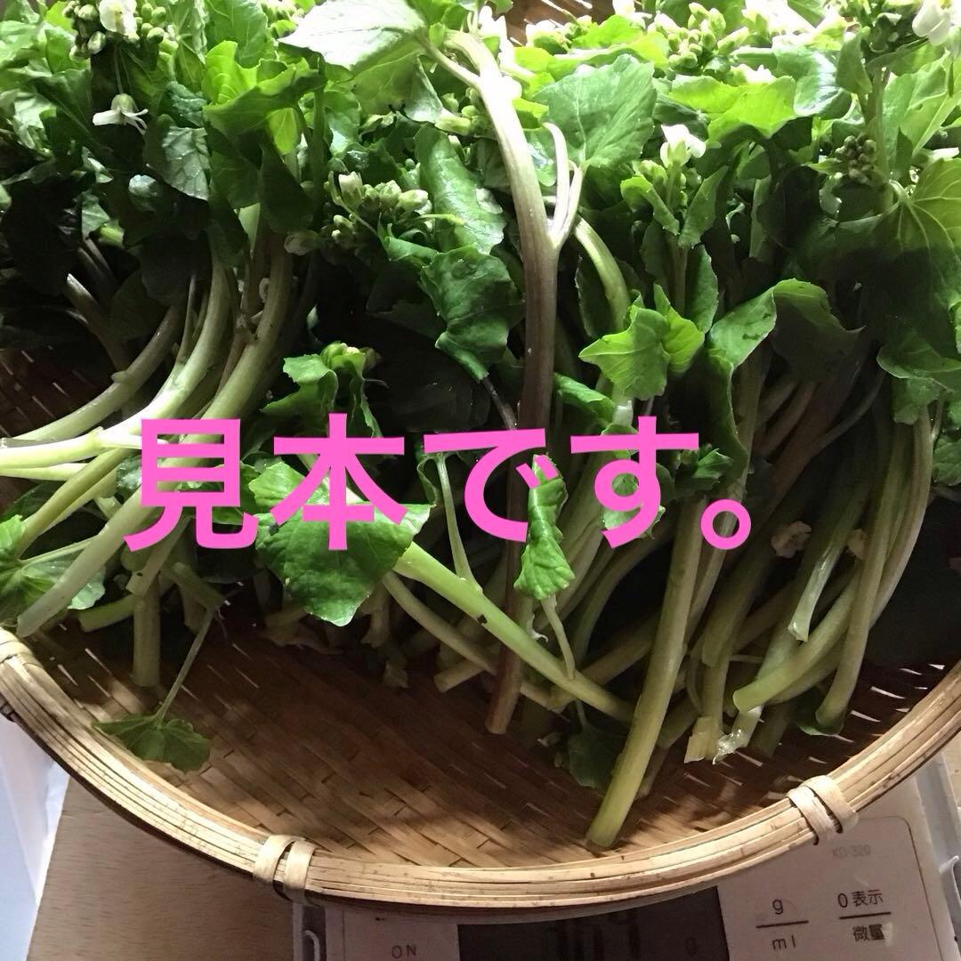 秋田の天然山菜山わさび、花ワサビ300g