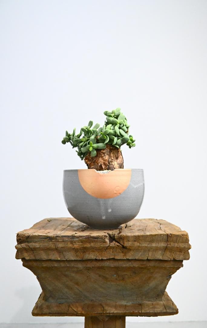 Ceraria pygmaea ケラリア ピグマエア　　発根済み　5