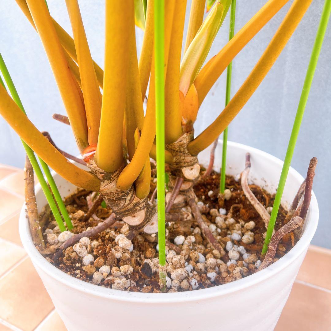 現品　フィロデンドロン　ビレッティア　ビレッタエ　希少　インテリアグリーン