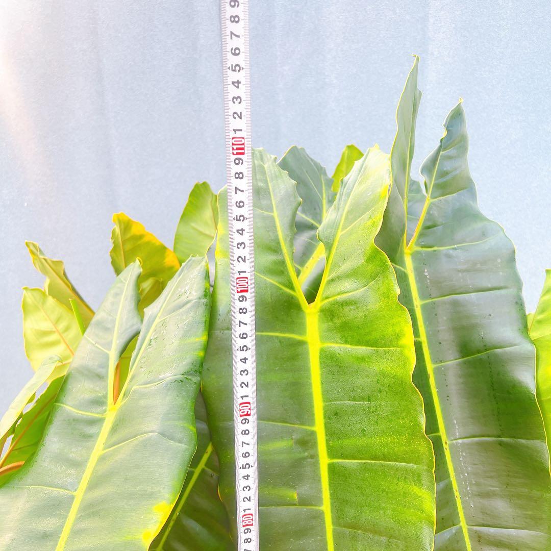 現品　フィロデンドロン　ビレッティア　ビレッタエ　希少　インテリアグリーン