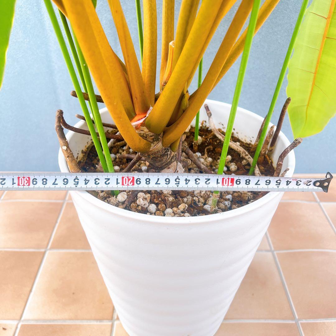 現品　フィロデンドロン　ビレッティア　ビレッタエ　希少　インテリアグリーン