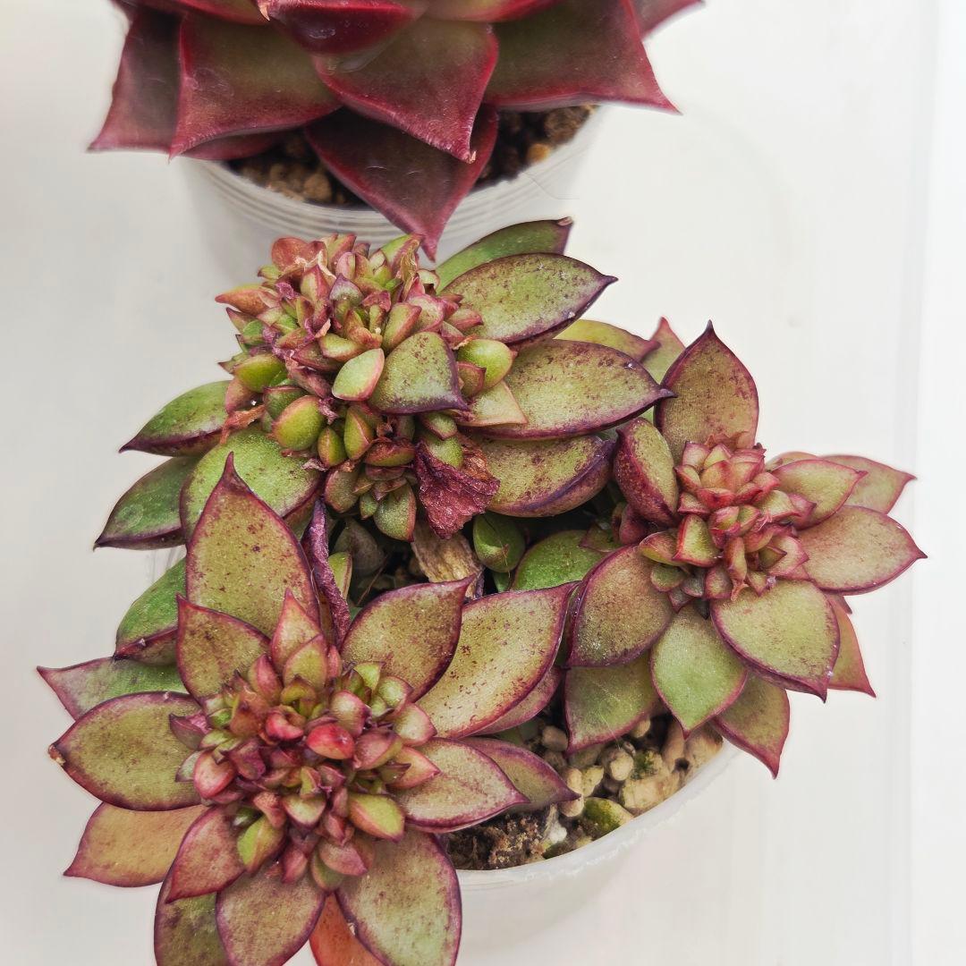 ㊶大きめ苗! 桜鬼❣️ちょこん❣️祭囃子❣️おらいさん発根済 6苗メルカリ送料込