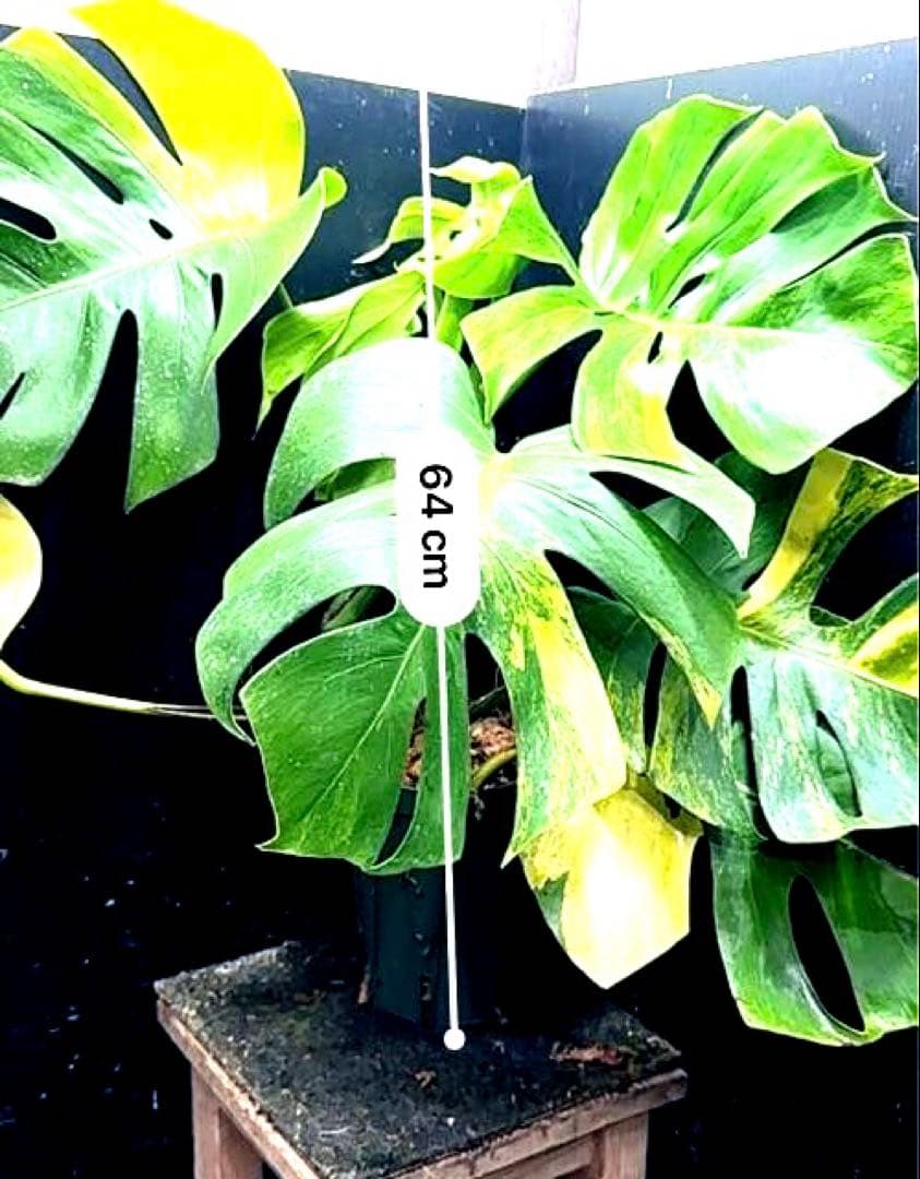 メ*1様 斑入りモンステラボルシギアナオーレア黄斑4号鉢植え64cm発根済み安心
