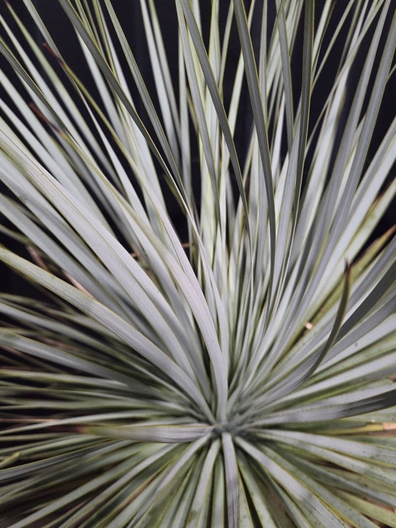 専用出品 セット割 ユッカロストラータ (の)