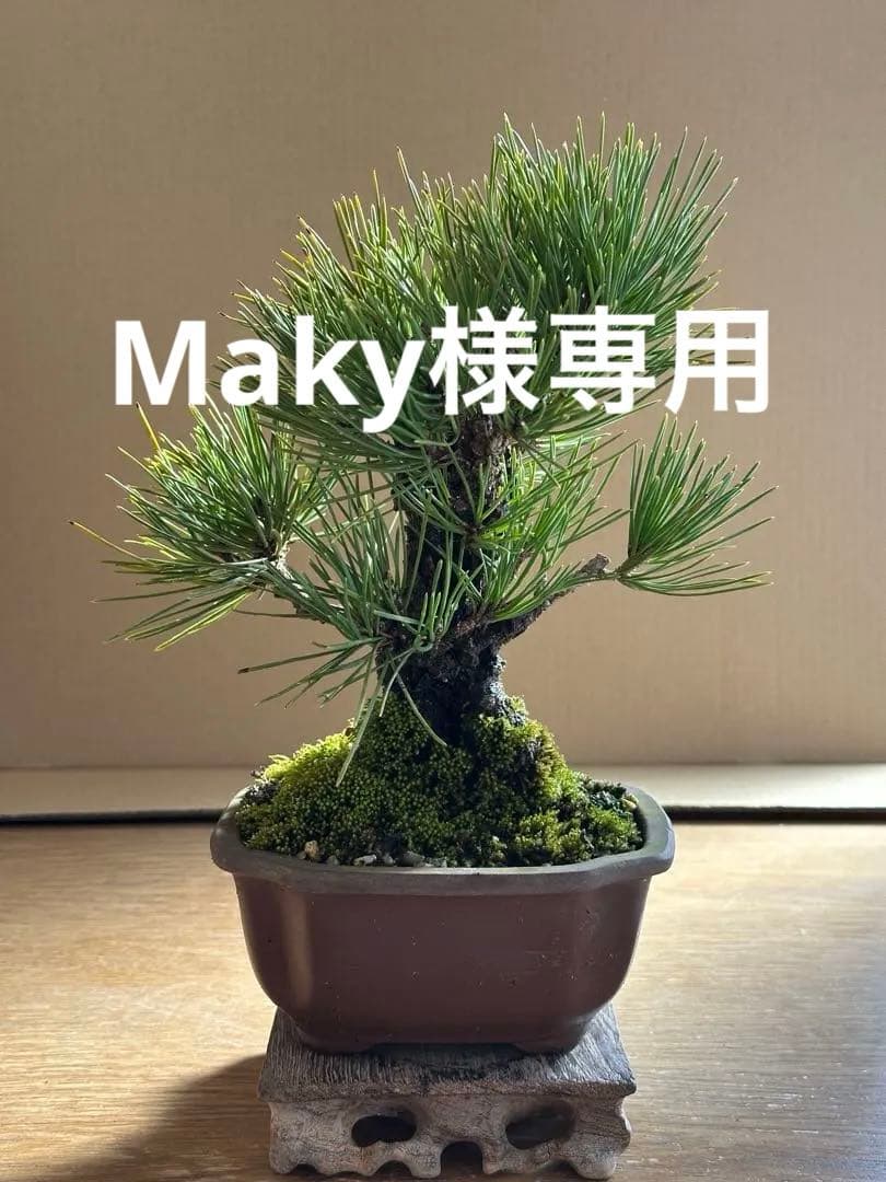 盆栽 小品盆栽 錦松(夢錦)-4