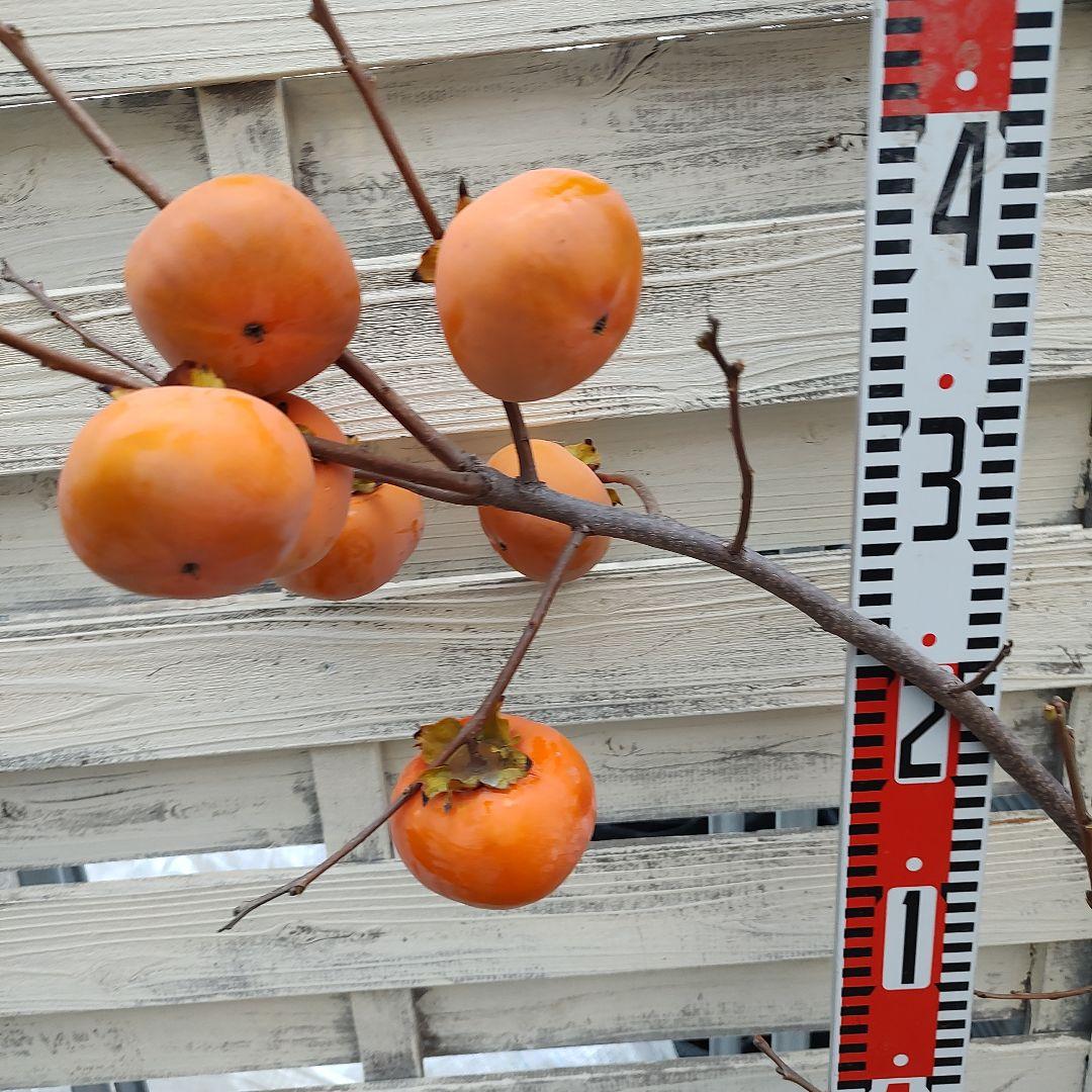 実つき！ 次郎柿 3年生