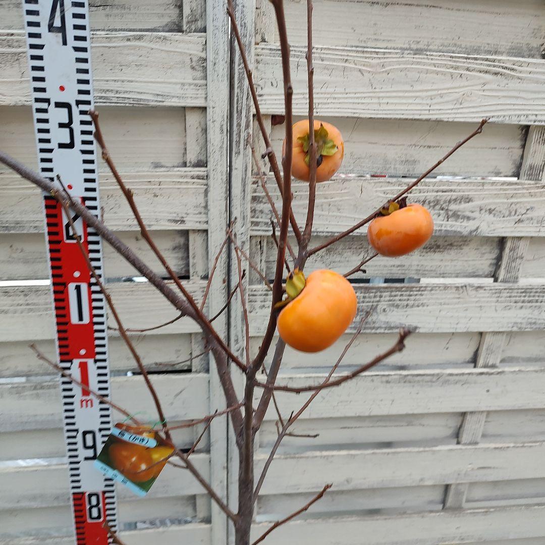 実つき！ 次郎柿 3年生